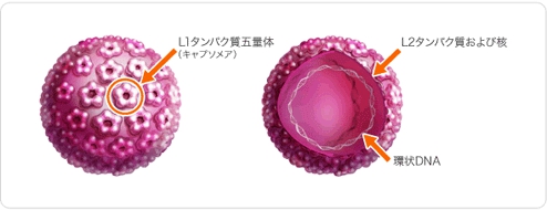 HPV(ヒトパピローマウイルス)